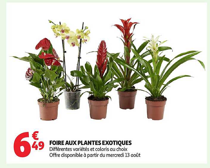 FOIRE AUX PLANTES EXOTIQUES