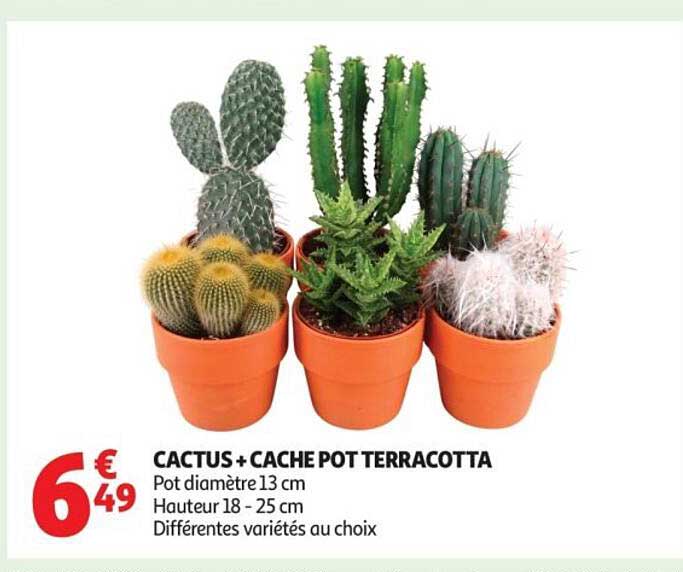 CACTUS + CACHE POT TERRACOTTA