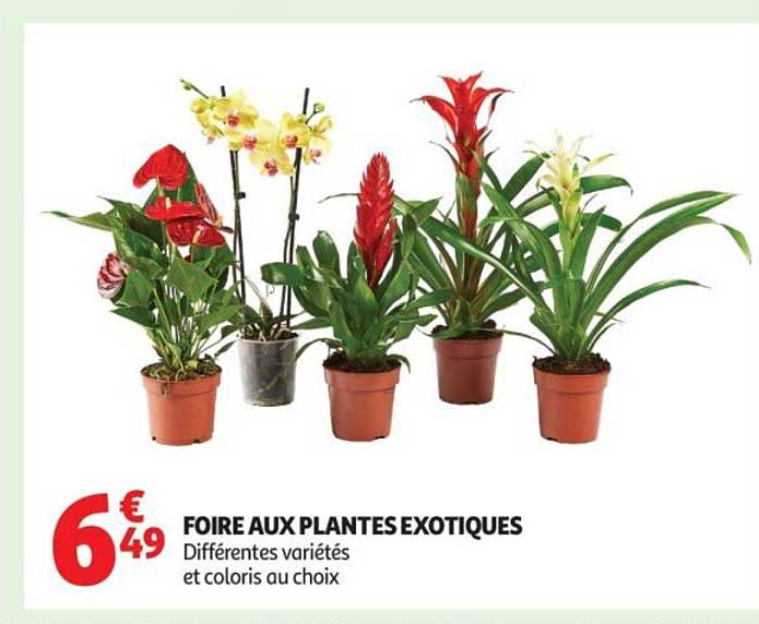 FOIRE AUX PLANTES EXOTIQUES