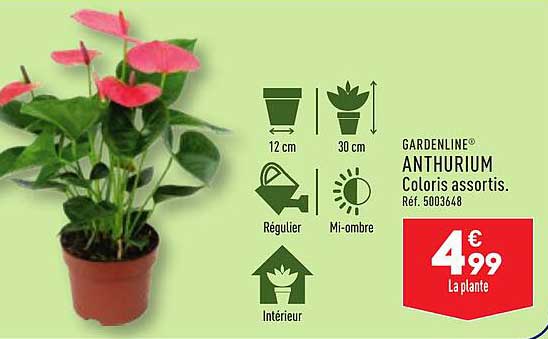 plants for hanging baskets shade HANGING FIBER BASKET 'SHADE' main image 1