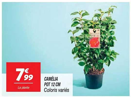 CAMÉLIA POT 12 CM Coloris variés