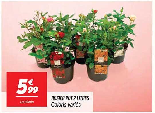 ROSIER POT 2 LITRES Coloris variés