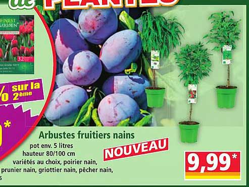 Arbustes fruitiers nains