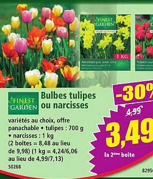 Bulbes tulipes ou narcisses
