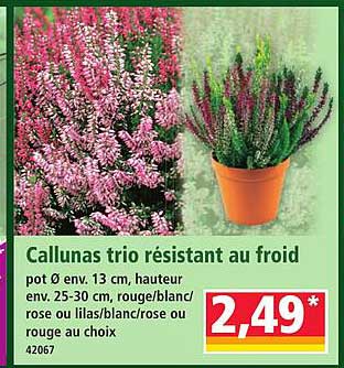 Callunas trio résistant au froid