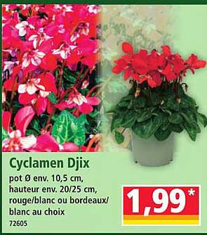 Cyclamen Djix