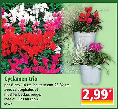 Cyclamen trio
