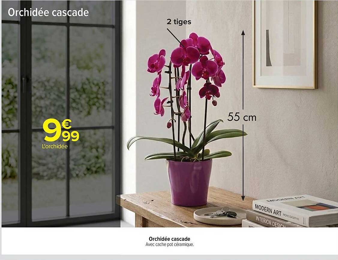 Orchidée cascade