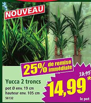 Yucca 2 troncs