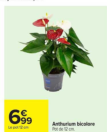 Anthurium bicolore