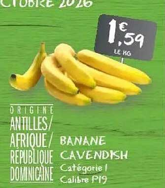 BANANE CAVENDISH Catégorie I Calibre P19