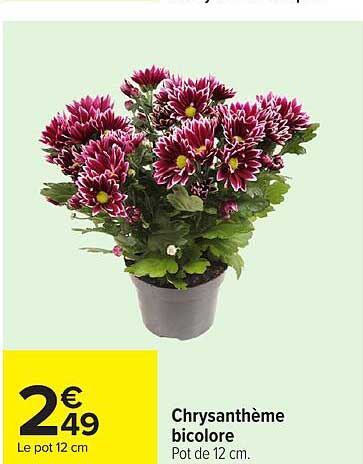 Chrysanthème bicolore