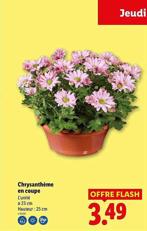 Chrysanthème en coupe