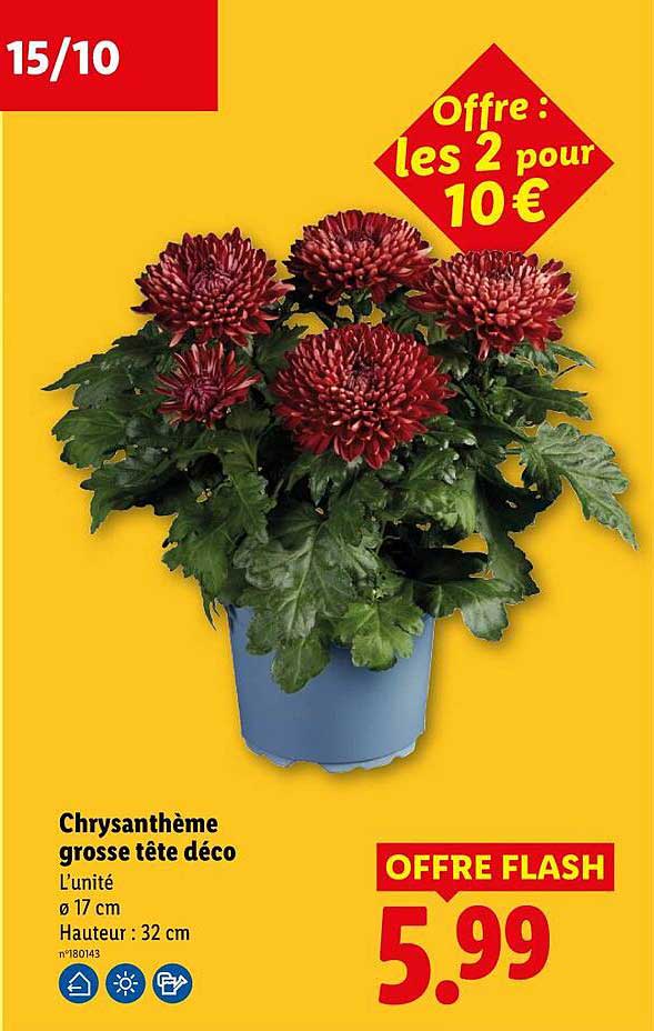 Chrysanthème grosse tête déco