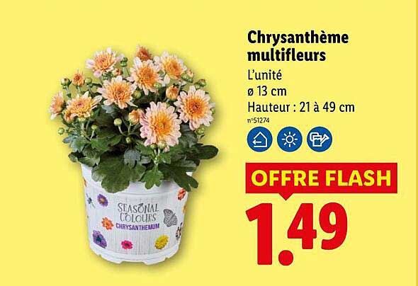 Chrysantheme multifleurs