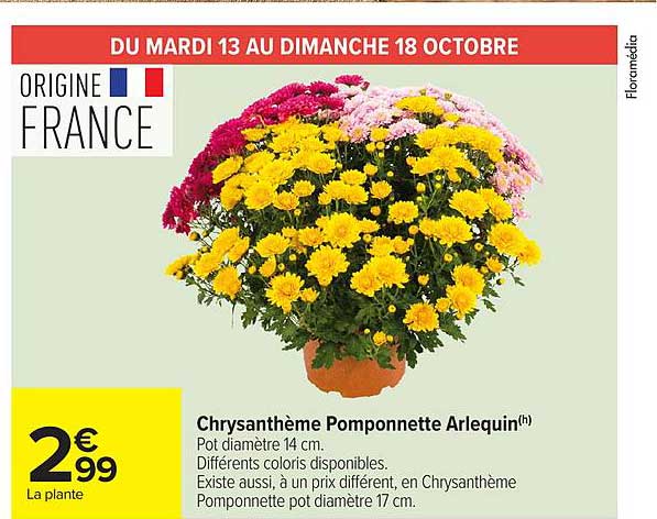 Chrysanthème Pomponnette Arlequin(h)