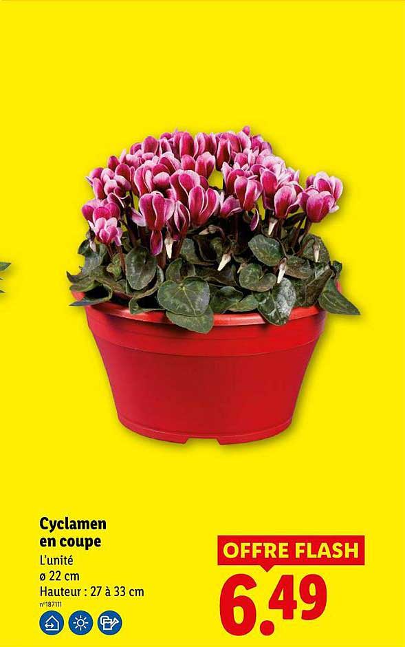 Cyclamen en coupe