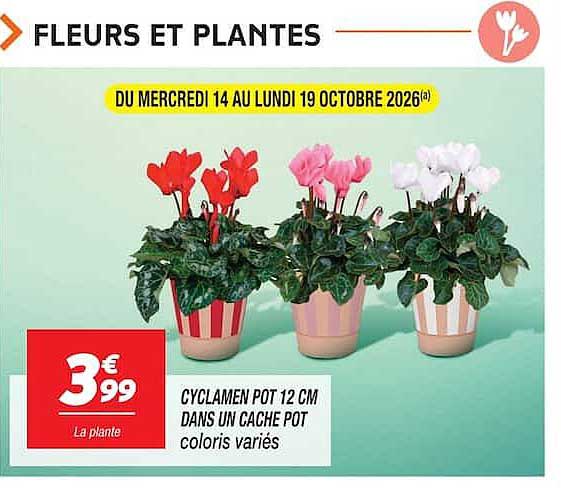 CYCLAMEN POT 12 CM DANS UN CACHE POT coloris variés