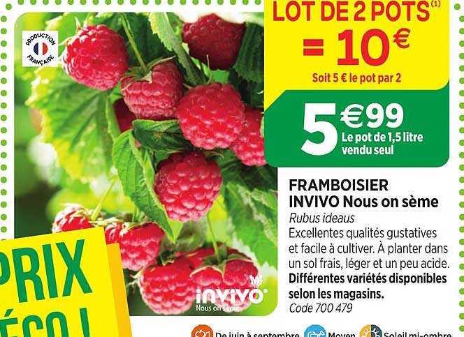 FRAMBOISIER INVIVO Nous on sème