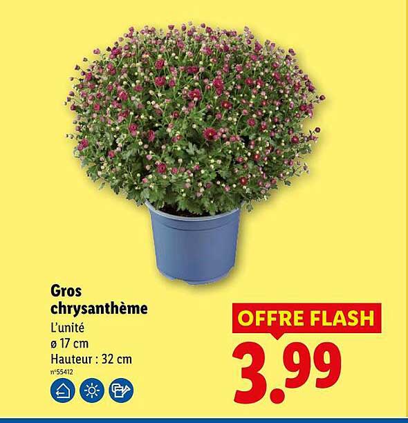 Gros chrysanthème