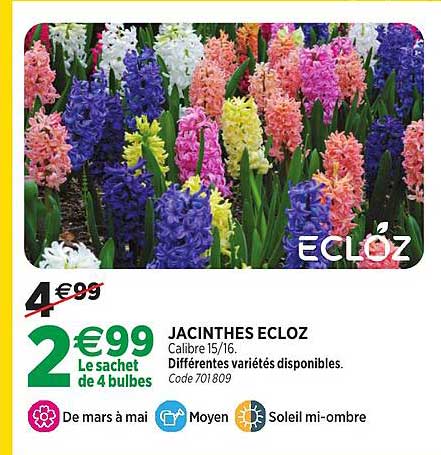 JACINTHES ECLOZ