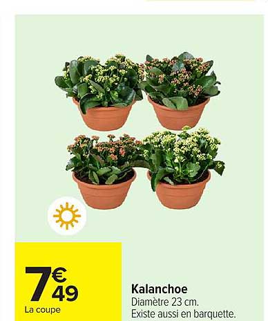 Kalanchoe