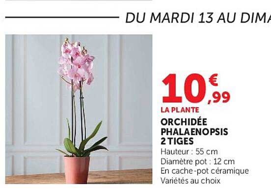 LA PLANTE ORCHIDÉE PHALAENOPSIS 2 TIGES