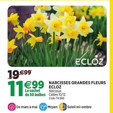 NARCISSES GRANDES FLEURS ECLOZ