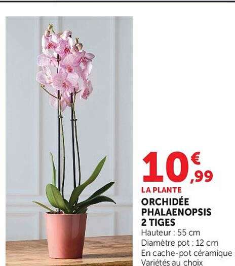 ORCHIDÉE PHALAENOPSIS 2 TIGES