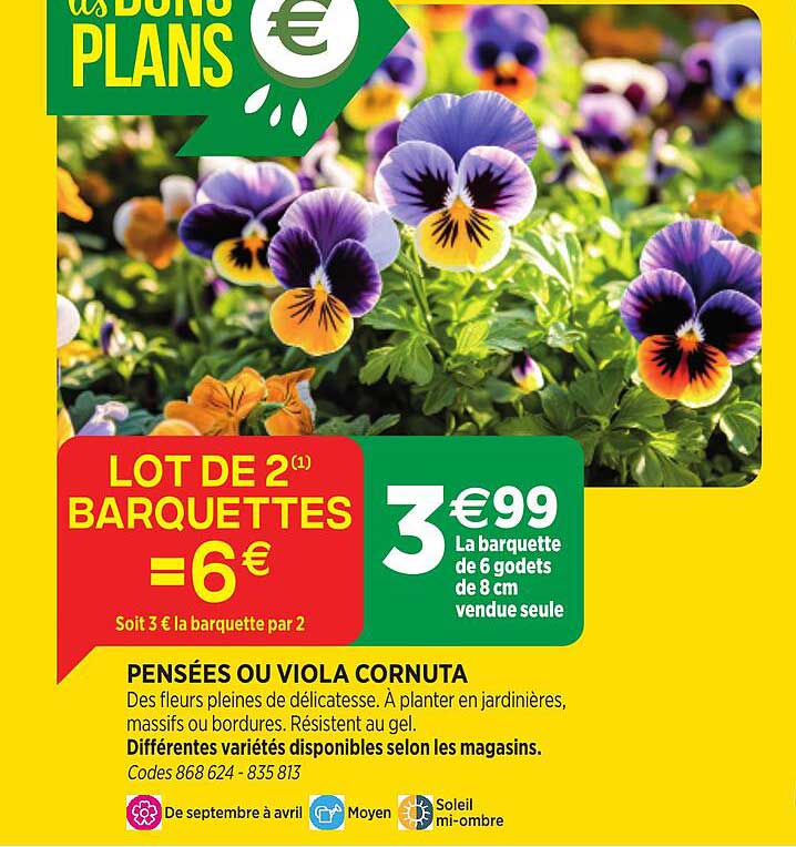 PENSÉES OU VIOLA CORNUTA