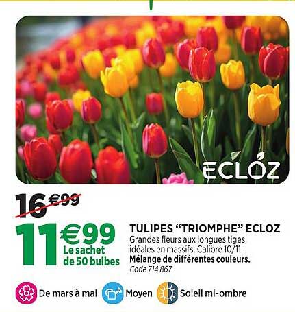 TULIPES “TRIOMPHE” ECLOZ