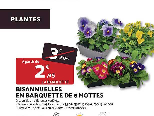 BISANNUELLES EN BARQUETTE DE 6 MOTTES