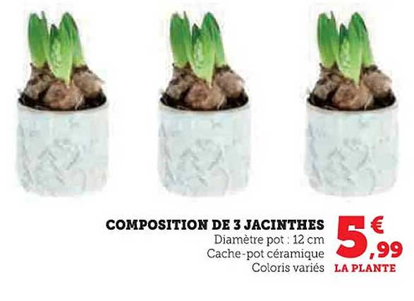 COMPOSITION DE 3 JACINTHES
