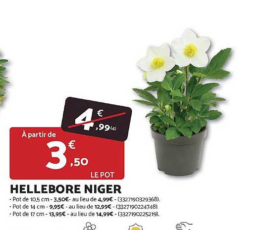 HELLEBORE NIGER