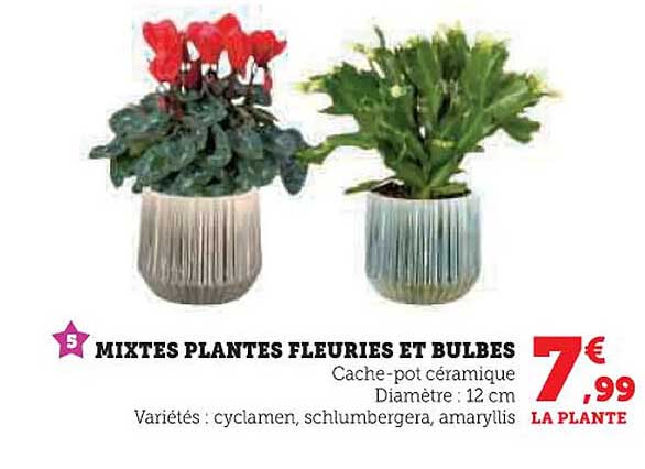 MIXTES PLANTES FLEURIES ET BULBES