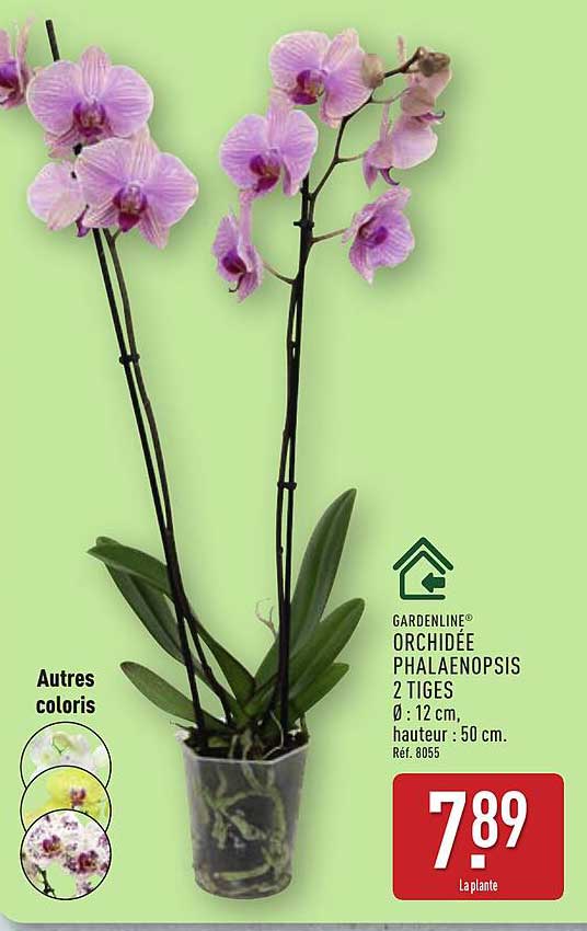 ORCHIDÉE PHALAENOPSIS 2 TIGES
