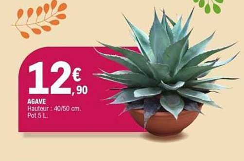 AGAVE