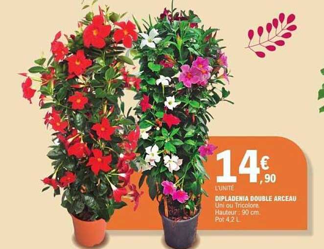 DIPLADÉNIA DOUBLE ARCEAU