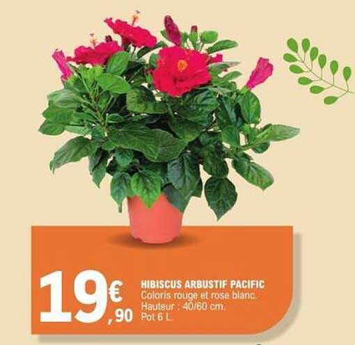 HIBISCUS ARBUSTIF PACIFIC
