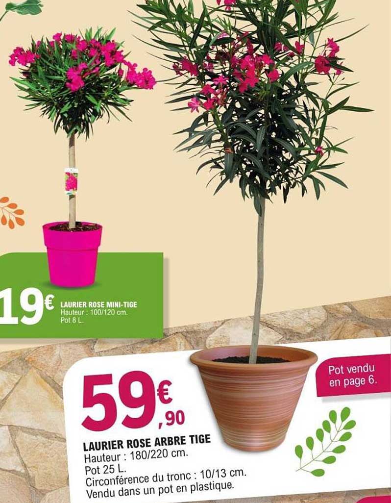 LAURIER ROSE ARBRE TIGE