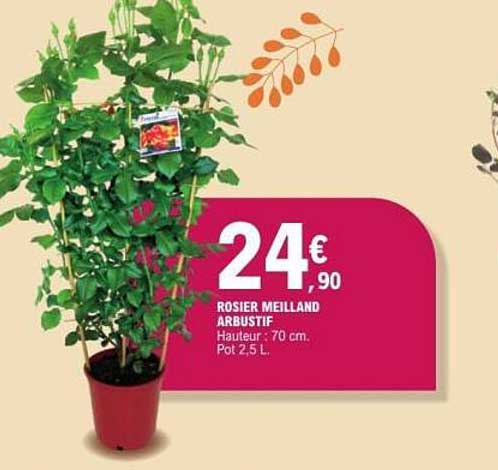 ROSIER MEILLAND ARBUSTIF