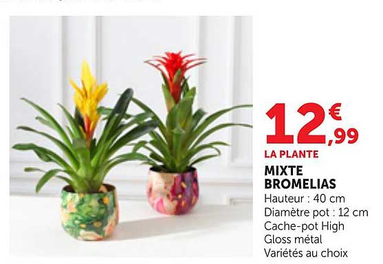 LA PLANTE MIXTE BROMELIAS
