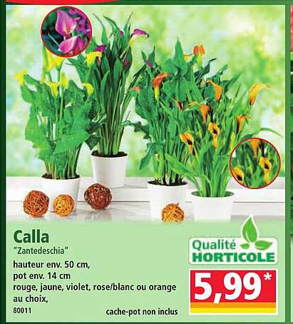 Calla "Zantedeschia"