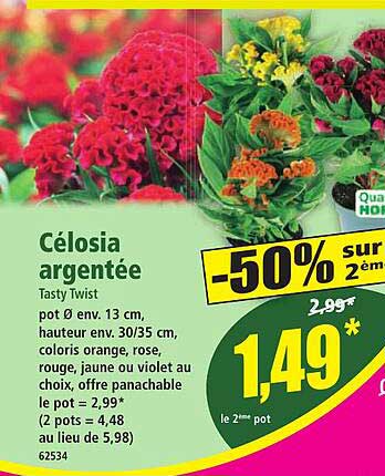 Célosia argentée Tasty Twist