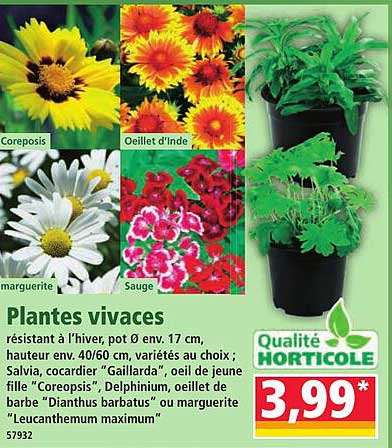 Plantes vivaces