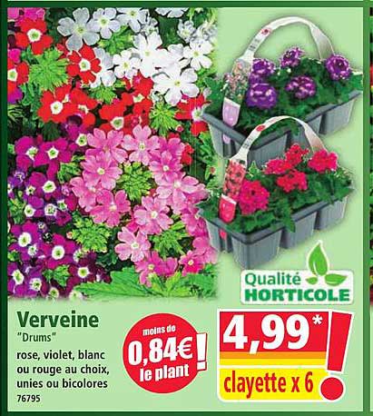 Verveine "Drums"