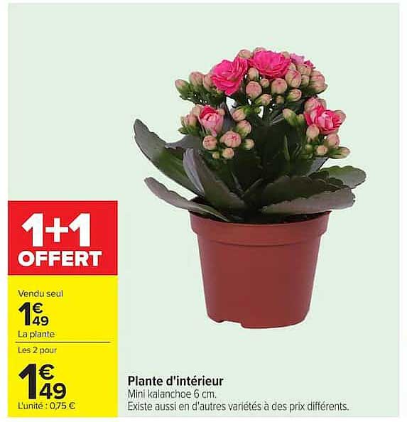 1+1 OFFERT