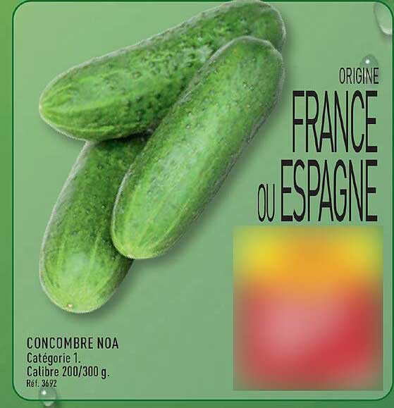 CONCOMBRE NOA