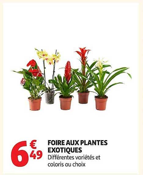 FOIRE AUX PLANTES EXOTIQUES