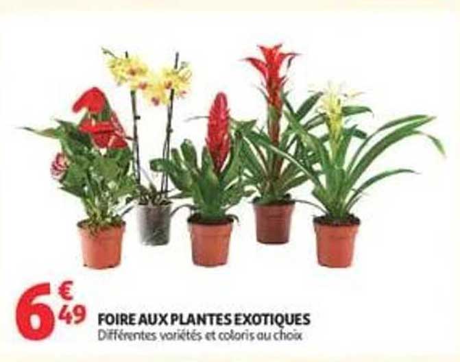 FOIRE AUX PLANTES EXOTIQUES
